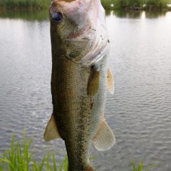 初城北ワンドで40up